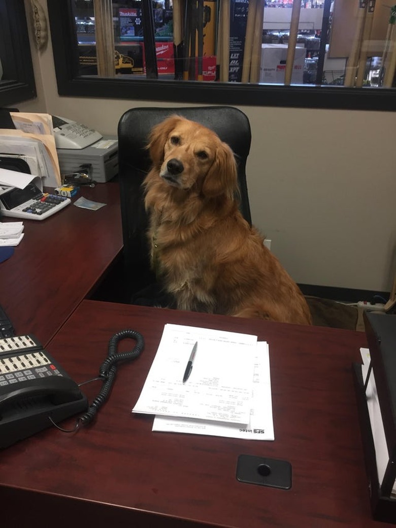 A golden retriever type dog sits in an office chair behind a wooden desk. The dog is looking at the camera.