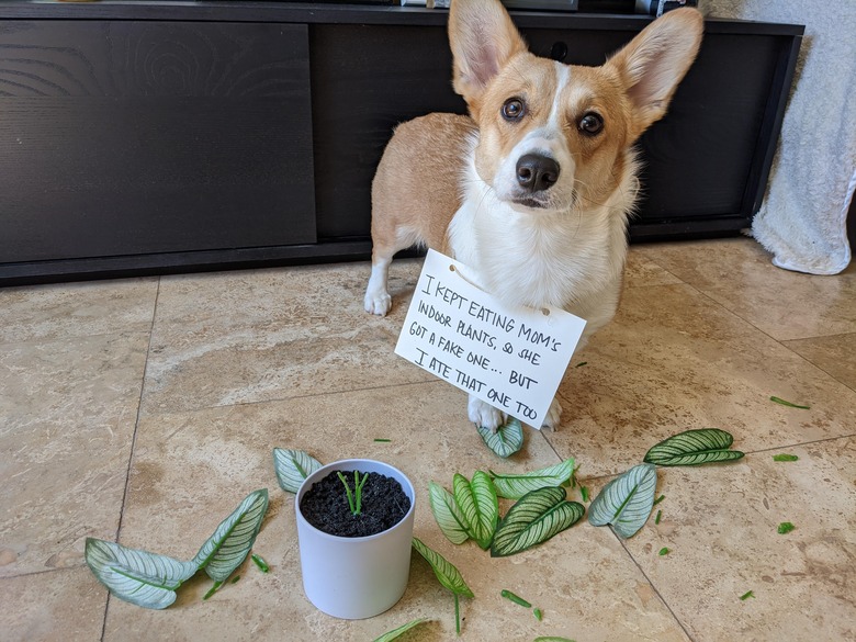 Dog wearing sign that says 