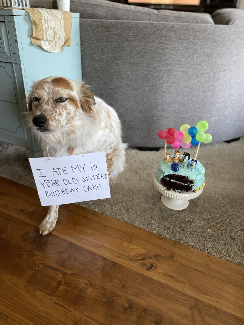 Dog wearing sign that says 