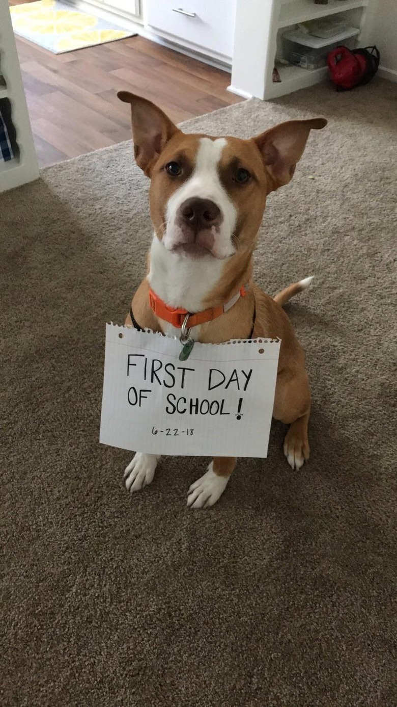 Dog wearing sign that says 