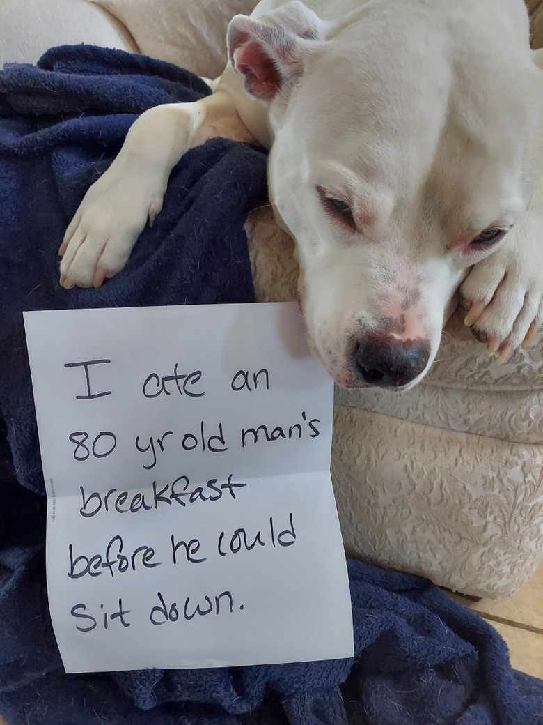 Dog laying next to sign that says 