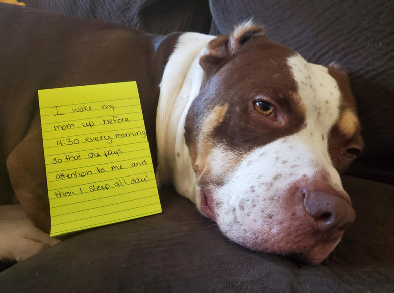 Dog laying next to note that says 