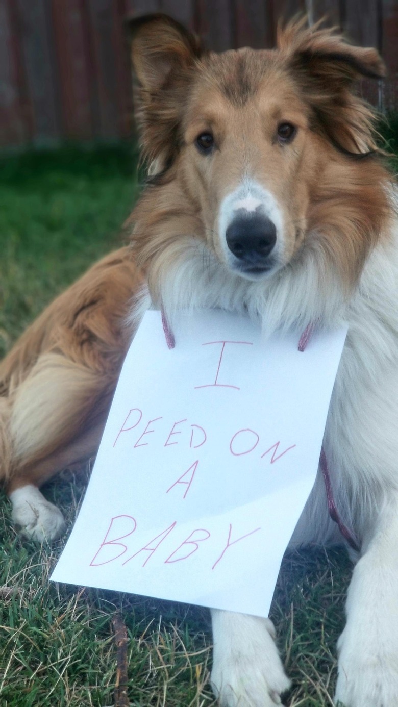 Dog wearing sign around neck that says 