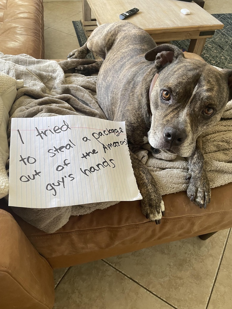 Dog laying next to sign that says 