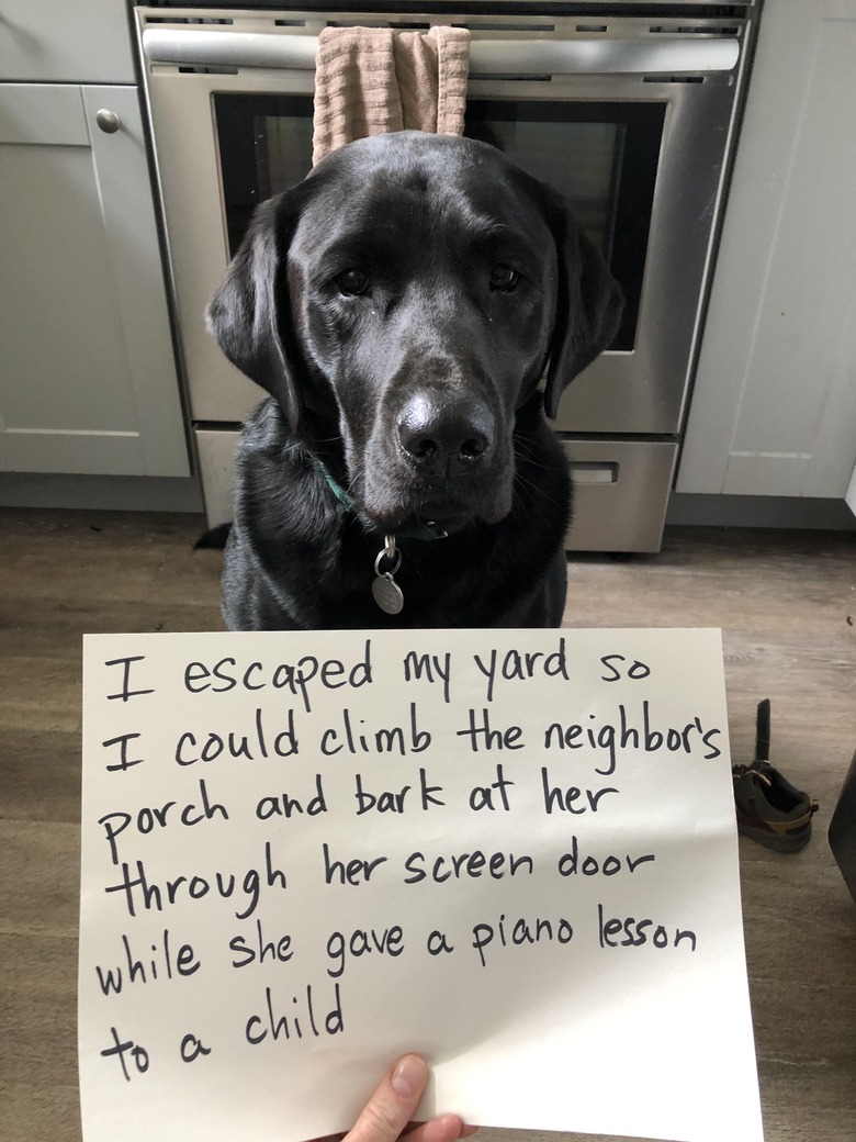 Dog sitting next to sign that says 