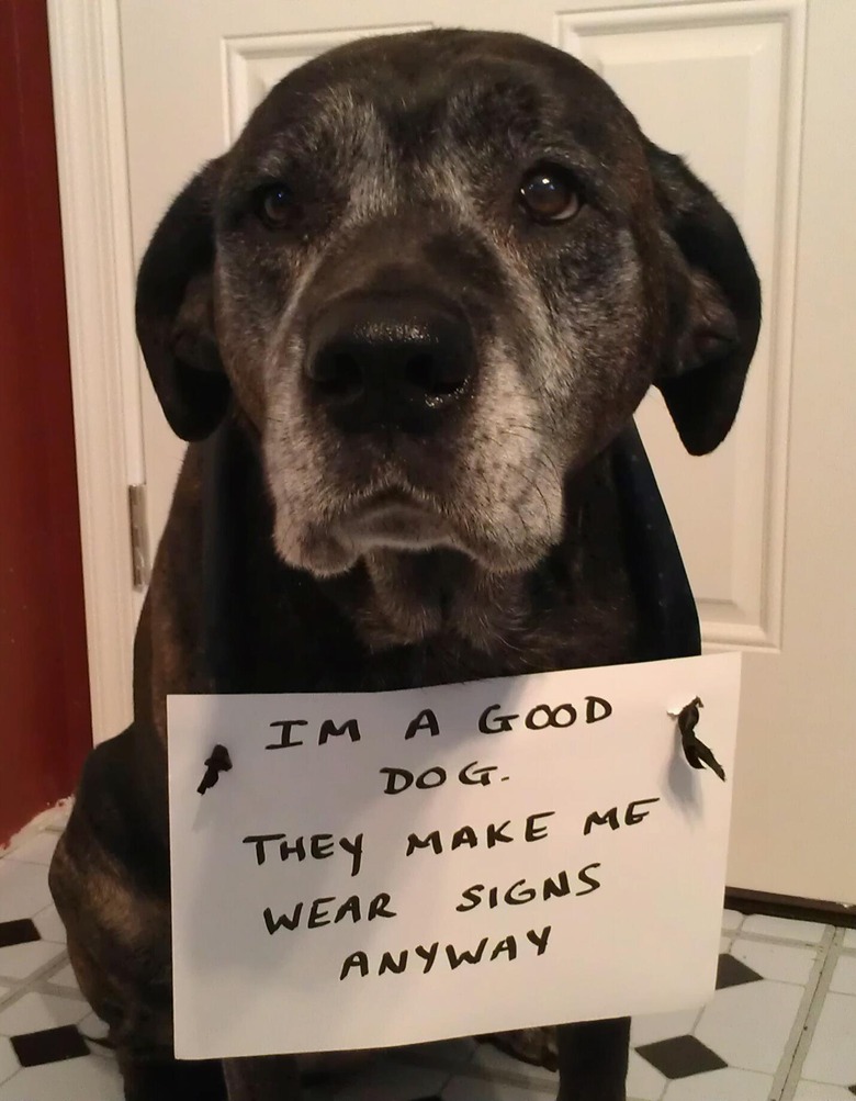 Dog wearing sign that says 