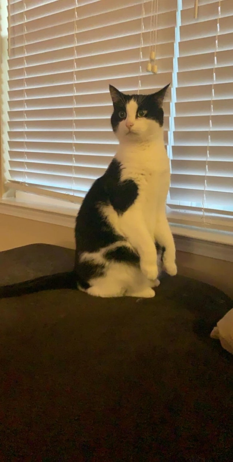 Cat sitting on their hind legs.