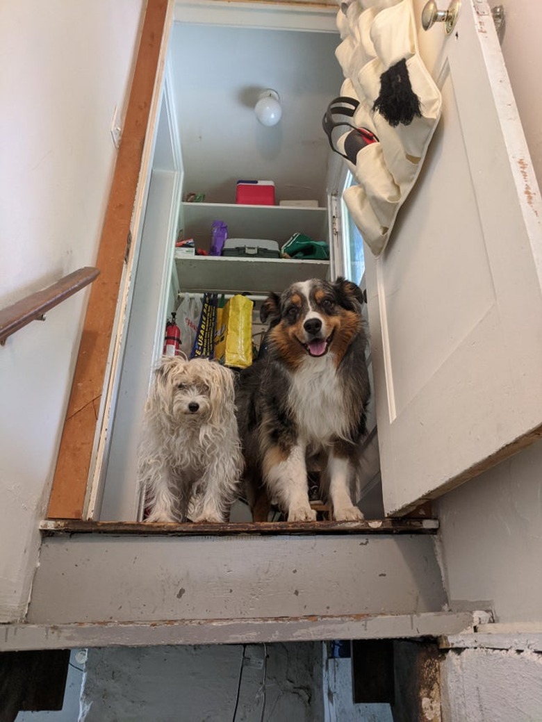 Two dogs standing at the top of basement stairs.