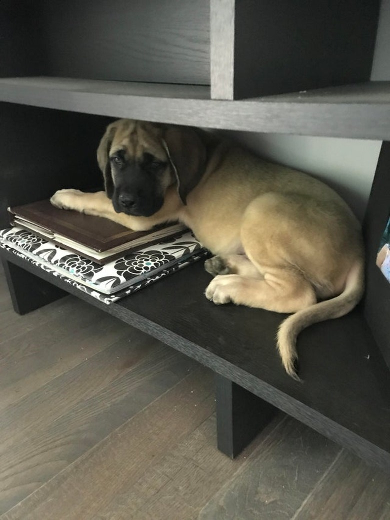 Puppy sitting in bookshelf.