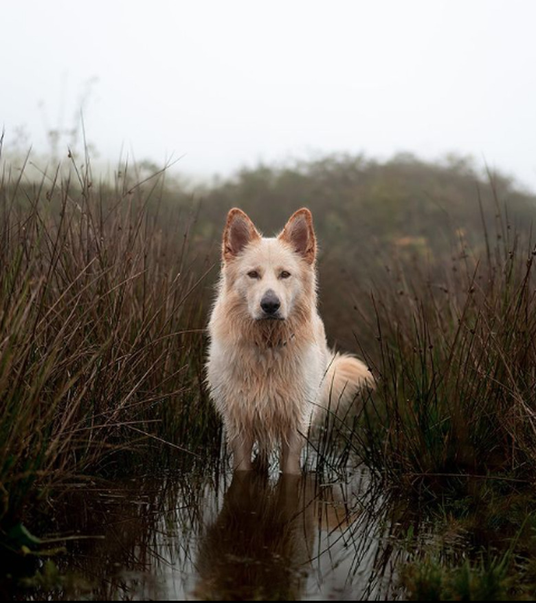 White shepherd dog stands ankle-deep in a foggy creek between tall grasses and reeds.