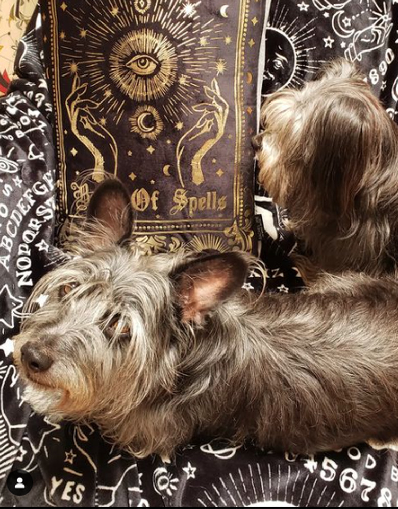 Small, scruffy dog lies on Ouija board patterned fabric next to a book titled 