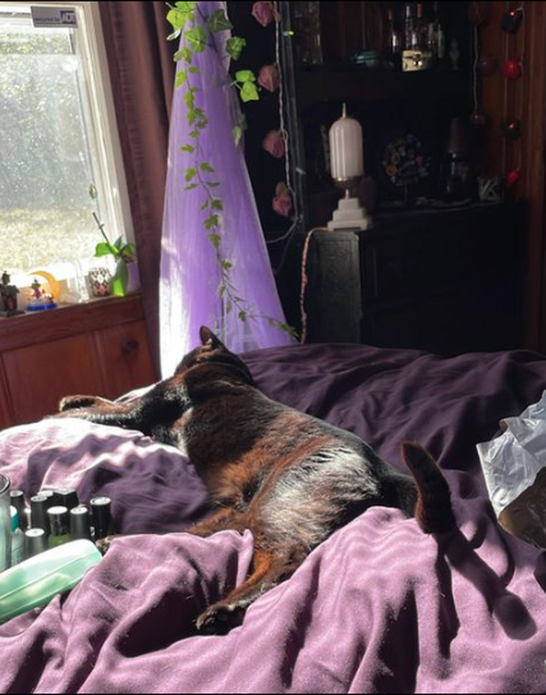 Cat lays in a sunbeam on a bed, surrounded by crystals.