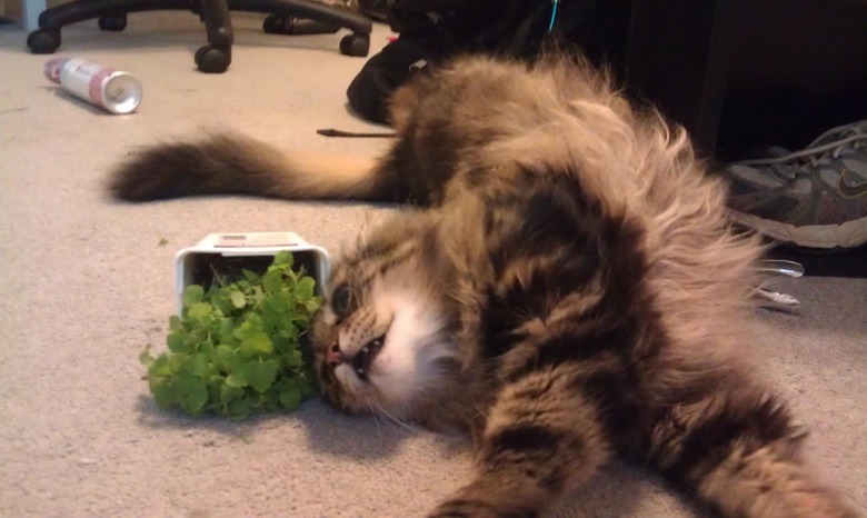 Catnip high