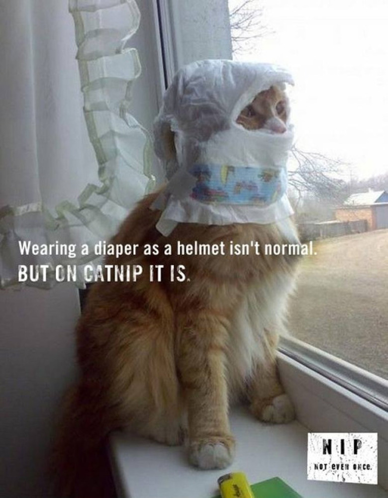 Catnip; helmet