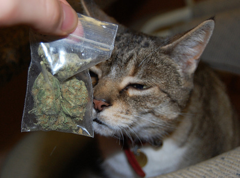 Legit catnip