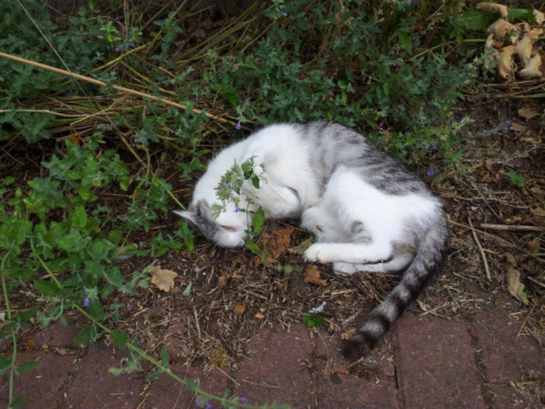 Catnip overload