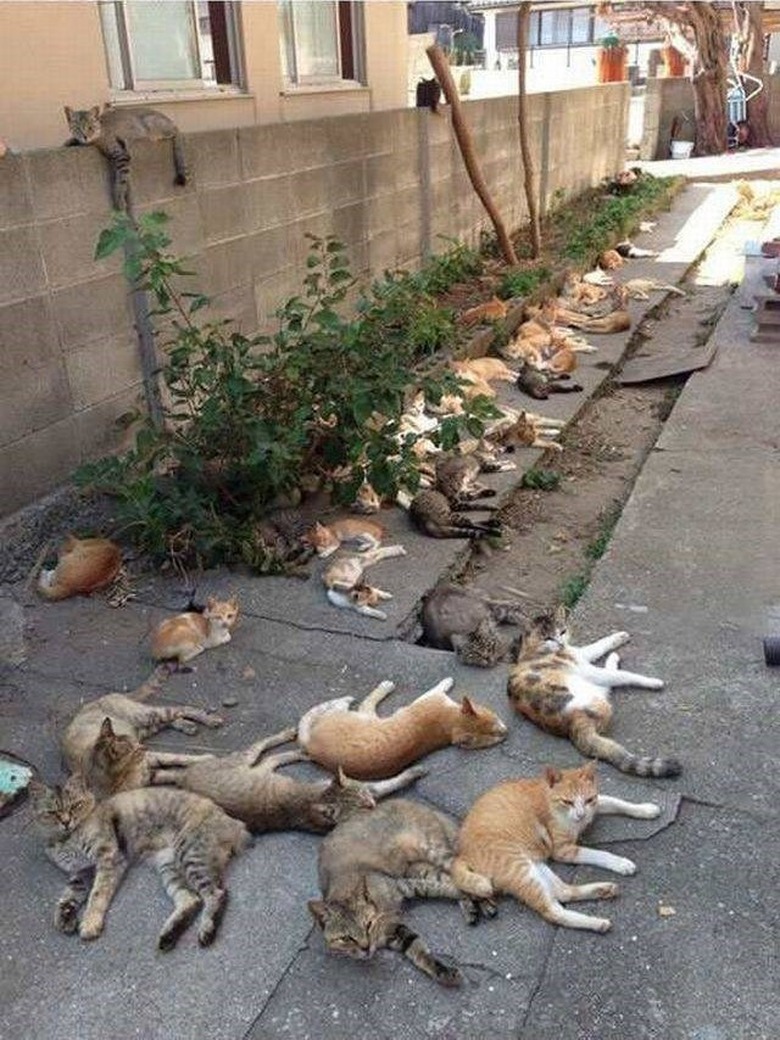 cats high on catnip