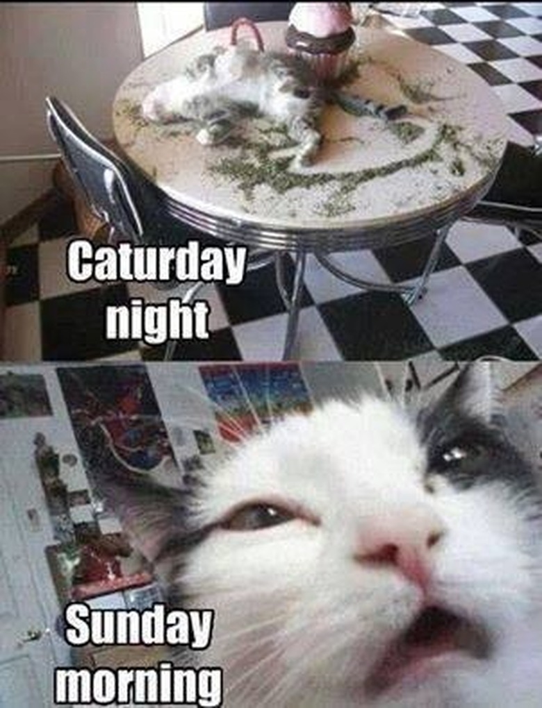 Caturday night