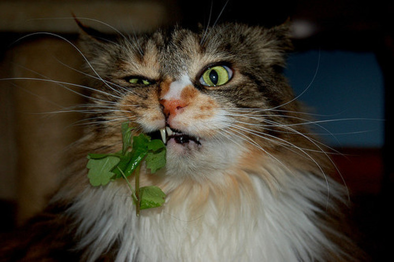 Bad catnip