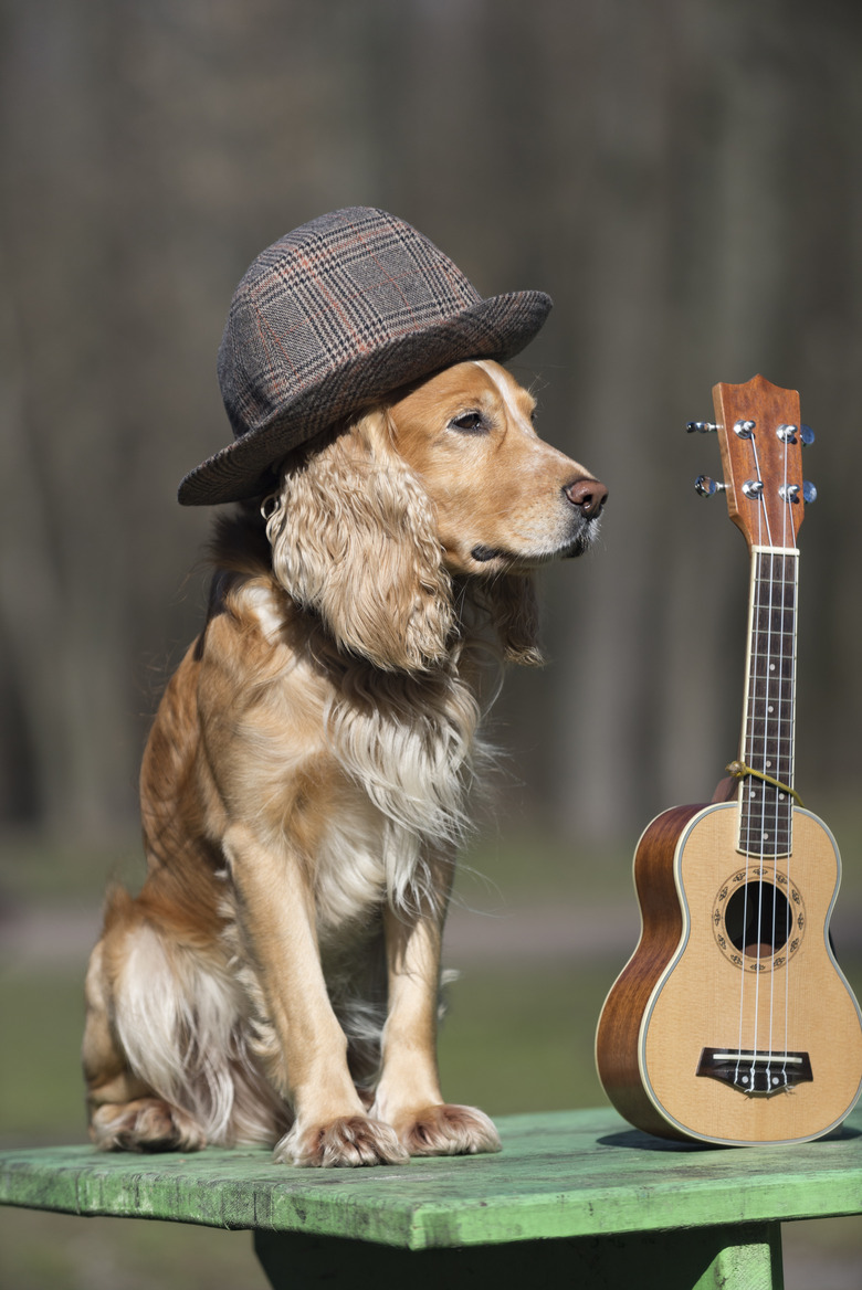 Dog spaniel of golden color with a ukulele