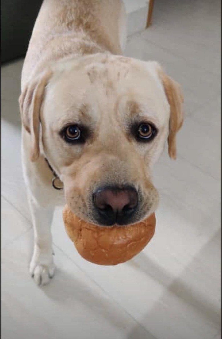 Dog with a hamburger bun in his mouth.