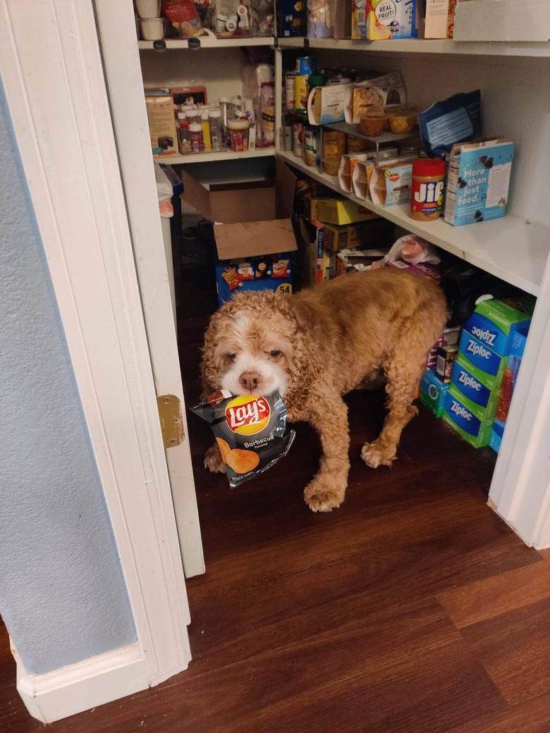 Dog with bag of chips in his mouth.