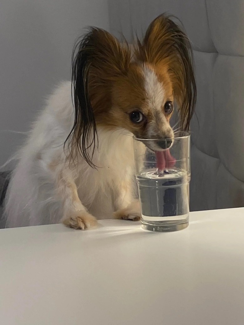 Papillon drinking from a glass of water.