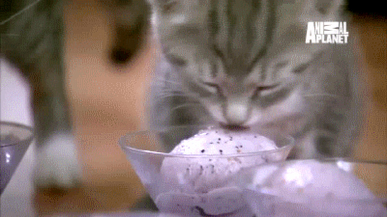 kittens eating ice cream