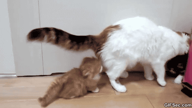 kitten sneaks up on mom cat