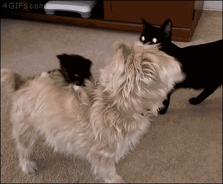 kitten climbs onto dog