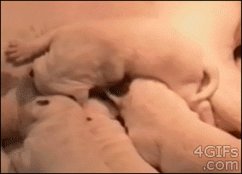 puppy nursing on mom falls off pile