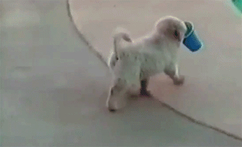 puppy falls into pool