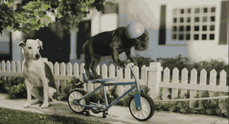 dog falls off bicycle