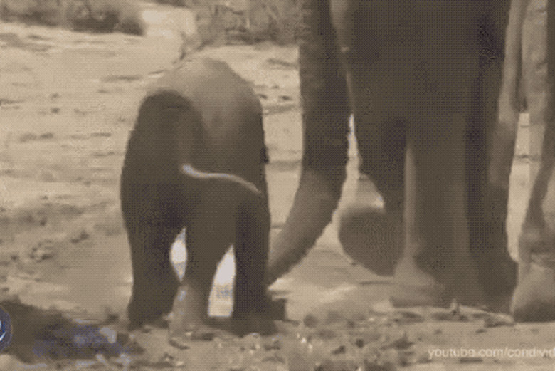 baby elephants playing in water