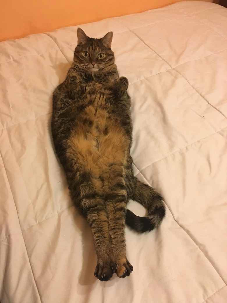 Cat lies on back with back paws stretched out.