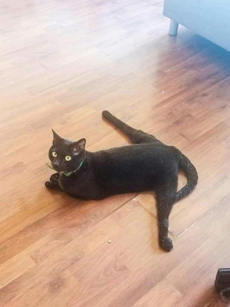 Black cat lies on wood floor with back legs splayed.