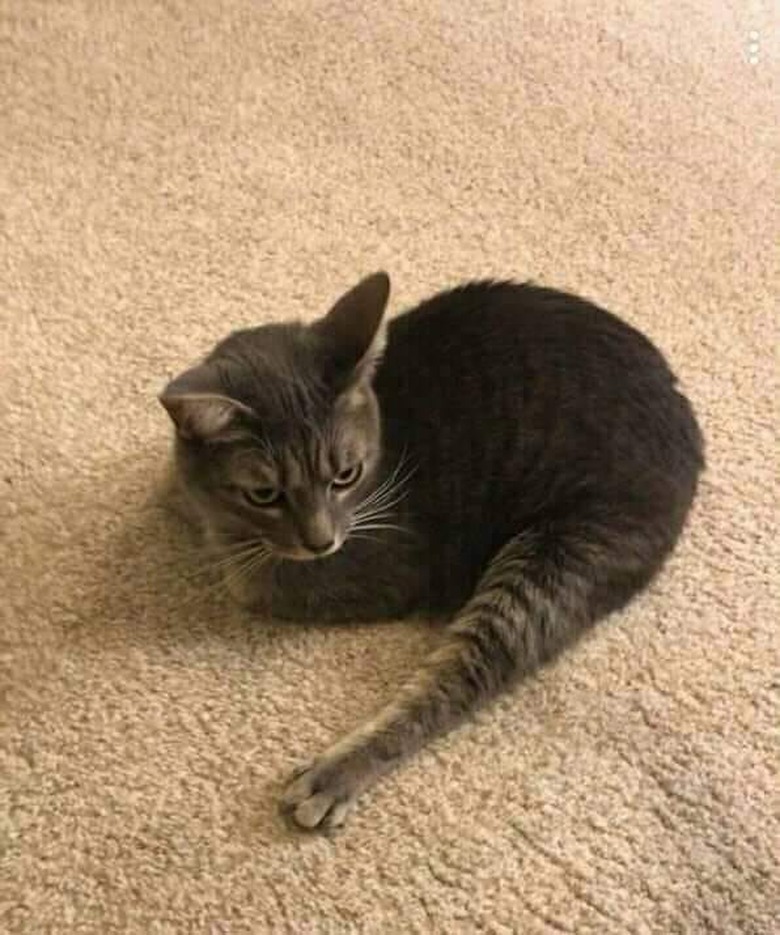 Cat lies on carpet with single back leg sticking out.