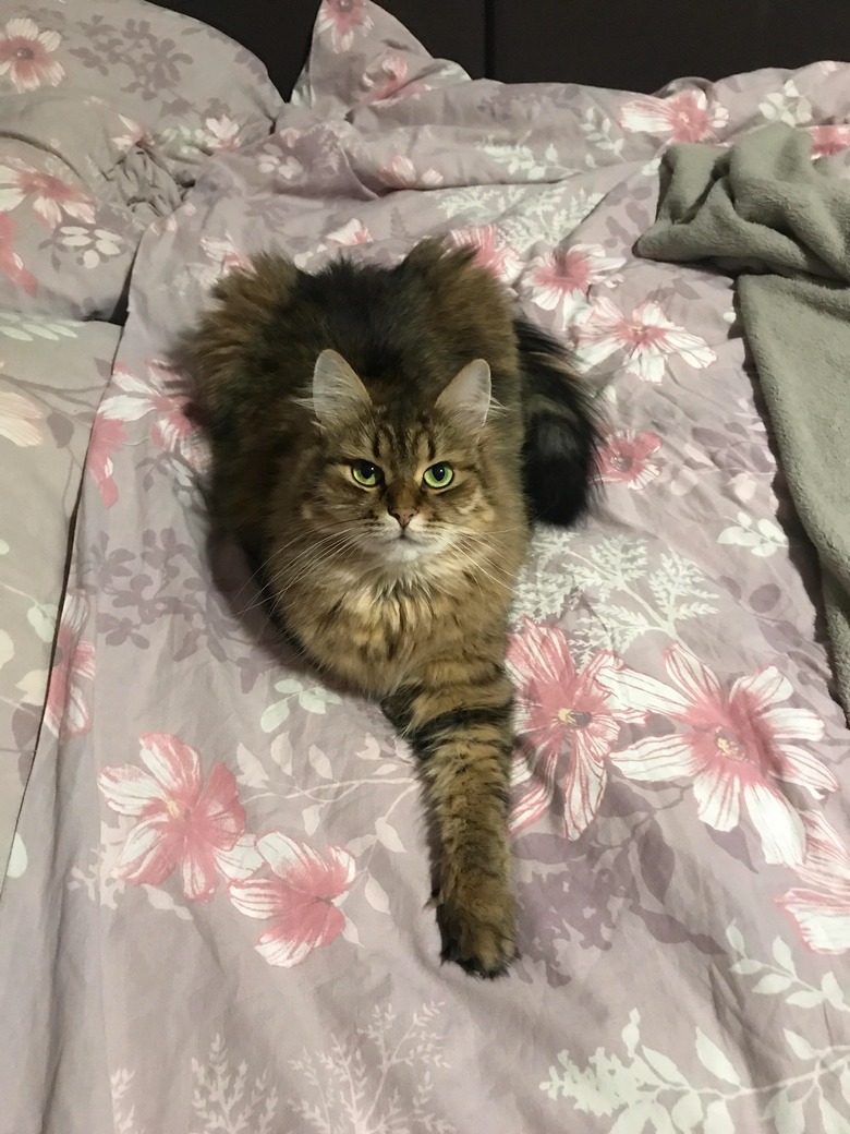 Fluffy cat lies on bed with single front paw straightened in front.