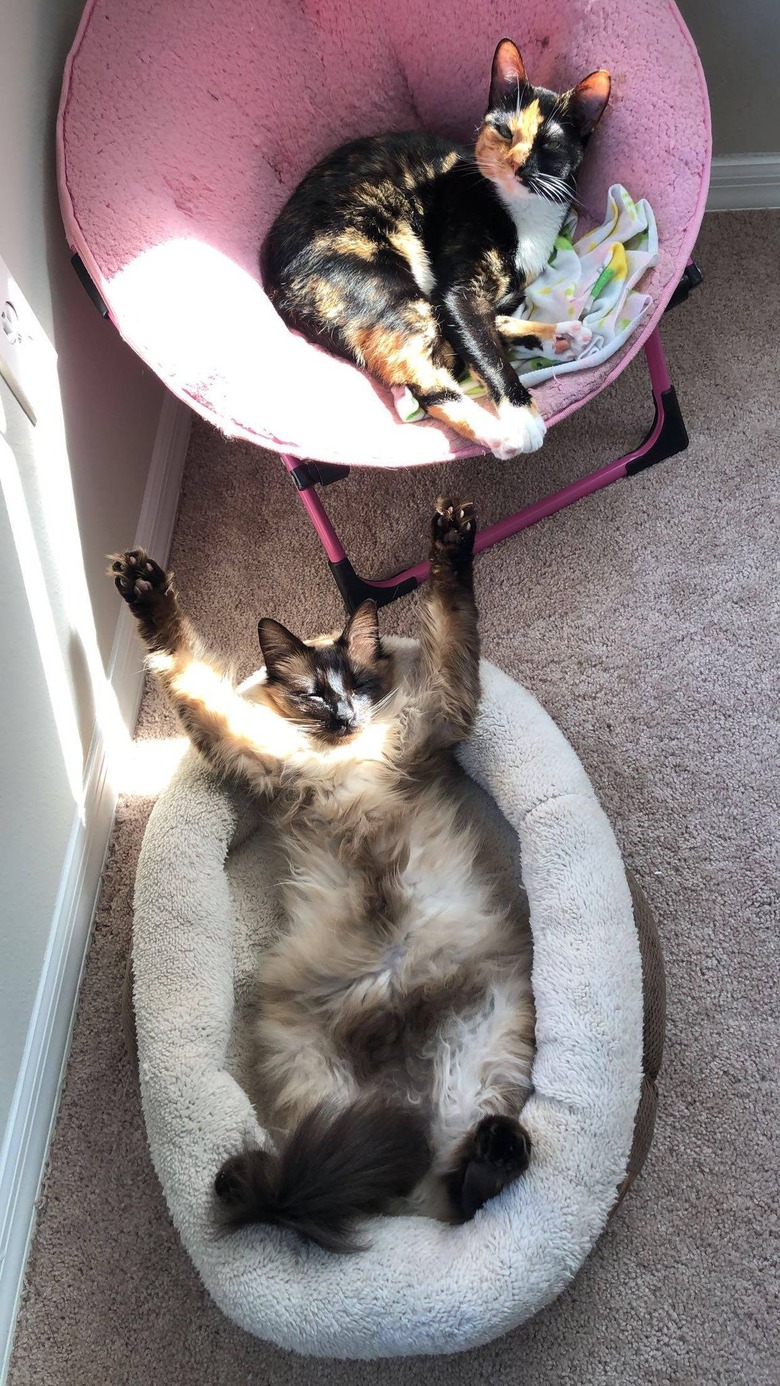 Cat lies stretched out on back in cat bed.