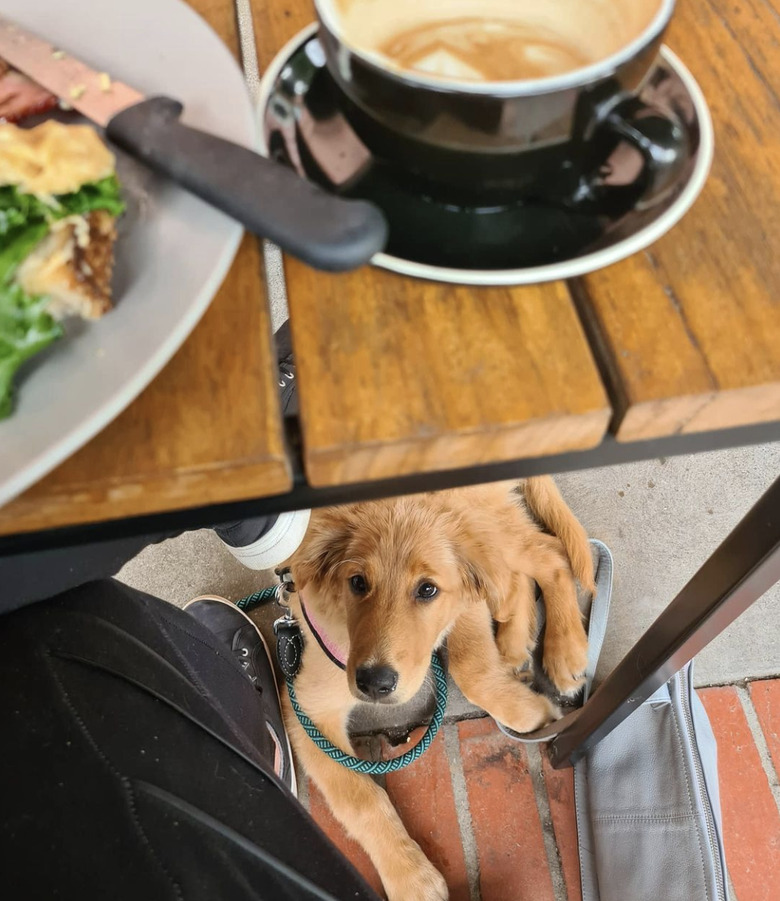 dog sitting under brunch table.