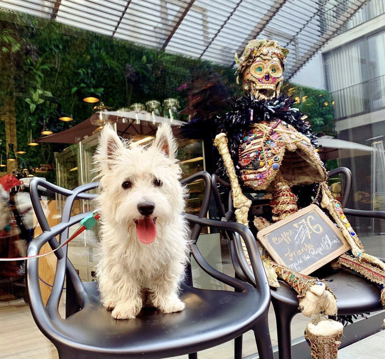 dog sitting next to a decorated skeleton.