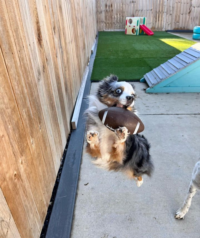 An Australian shepherd is in mid-air with their eyes wide as they catch a toy football.