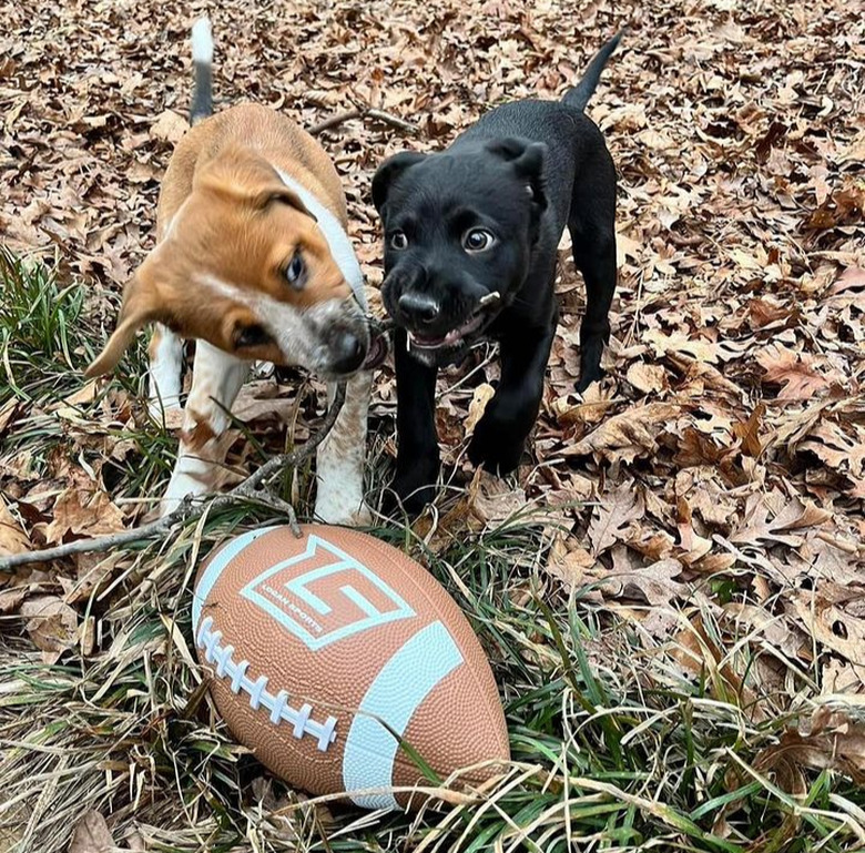 Two puppies standing in a pile of leaves and busy chewing on a forked stick, even though a toy football is right in front of them.