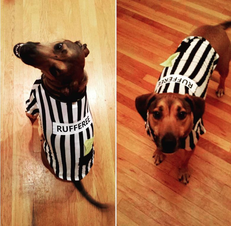 Two side-by-side photos of a dog wearing a striped shirt with the word 