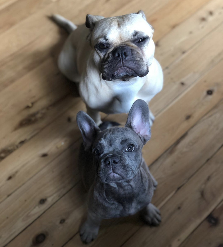 two dogs with equally annoyed facial expressions.