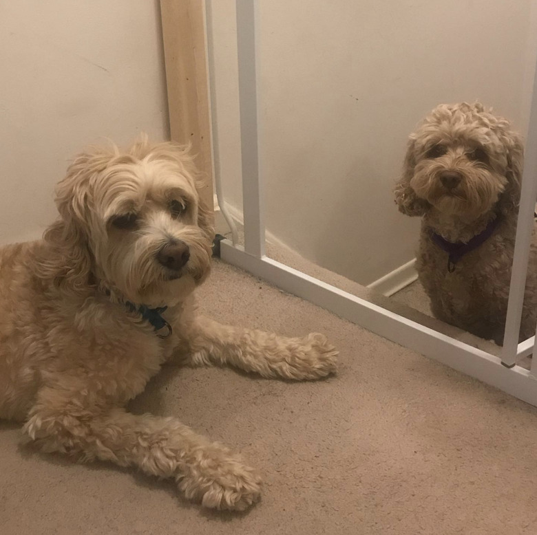 two dogs looking at the camera with extreme annoyance.