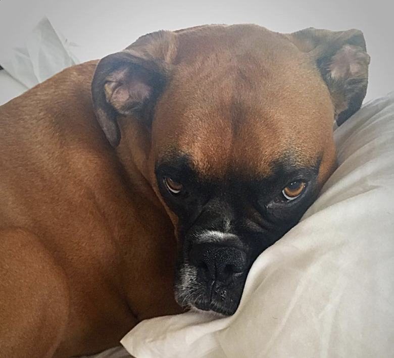 a dog in bed looking very fed up.