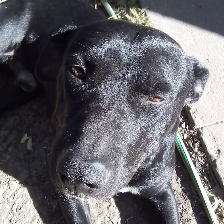 a black dog with narrowed eyes looking annoyed.