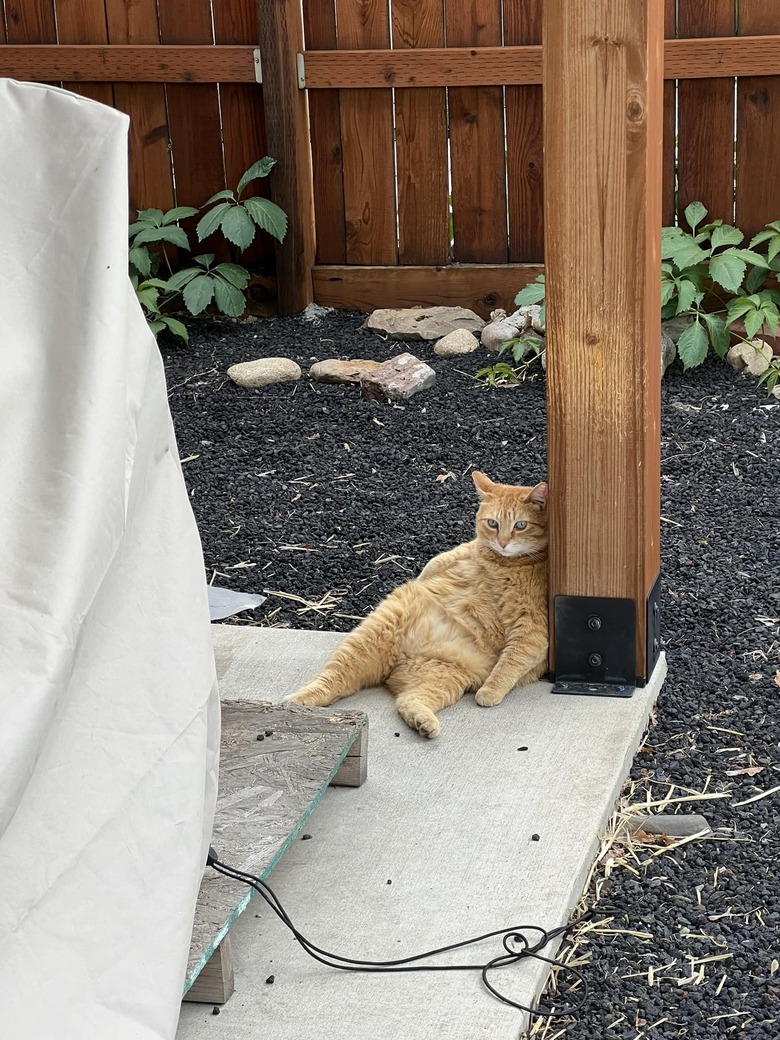 A chill orange cat is slouched against a wooden post of a pergola.