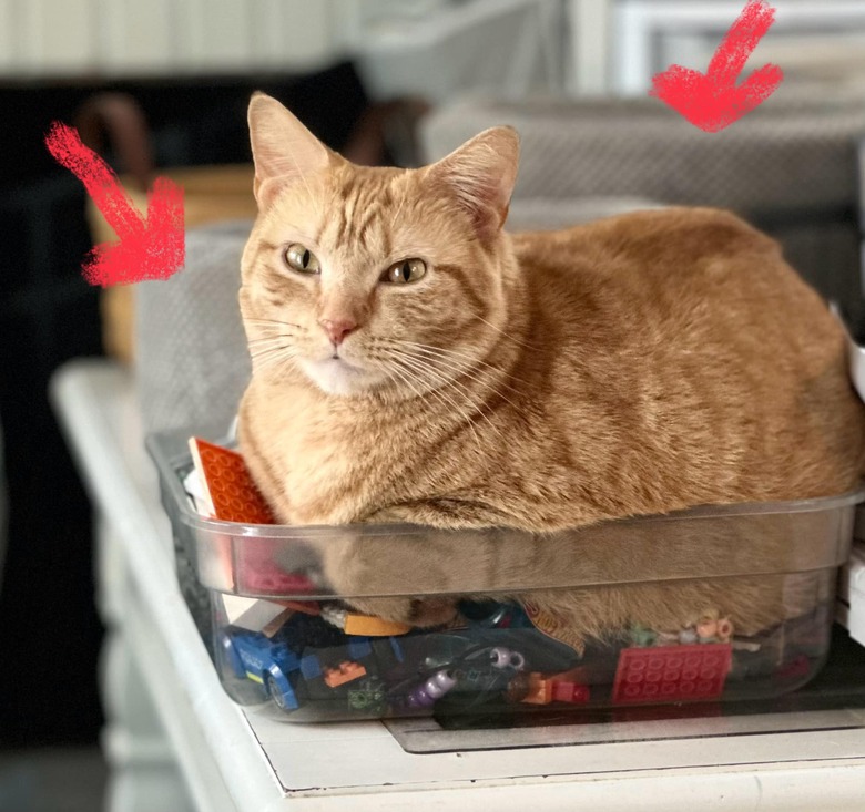 orange cat sitting in bin of Lego blocks.